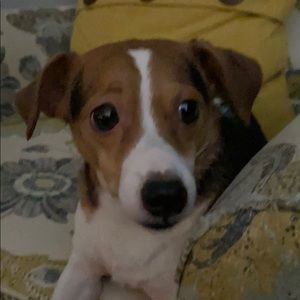 Meet your Posher, Isabella